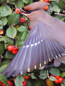 Preview wallpaper waxwing, poultry, berries, bush, leaves, food, feathers