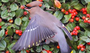 Preview wallpaper waxwing, poultry, berries, bush, leaves, food, feathers