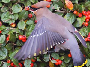 Preview wallpaper waxwing, poultry, berries, bush, leaves, food, feathers