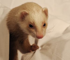 Preview wallpaper weasel, muzzle, mustelidae