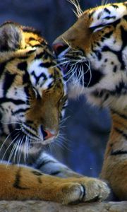 Preview wallpaper weasel, predators, tigers, caring