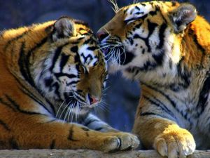 Preview wallpaper weasel, predators, tigers, caring