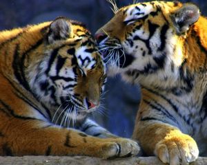 Preview wallpaper weasel, predators, tigers, caring