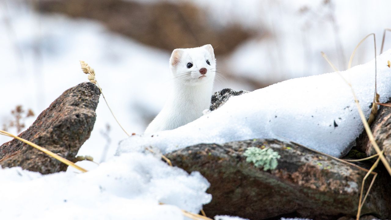 Wallpaper weasel, wildlife, snow, white