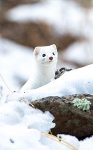 Preview wallpaper weasel, wildlife, snow, white