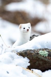 Preview wallpaper weasel, wildlife, snow, white