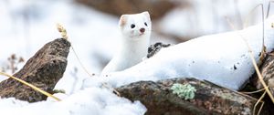 Preview wallpaper weasel, wildlife, snow, white