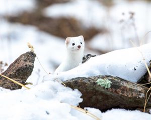 Preview wallpaper weasel, wildlife, snow, white