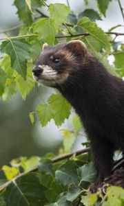 Preview wallpaper weasels, wild, small, fluffy, wool