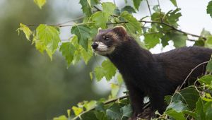 Preview wallpaper weasels, wild, small, fluffy, wool