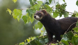 Preview wallpaper weasels, wild, small, fluffy, wool