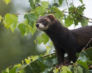 Preview wallpaper weasels, wild, small, fluffy, wool