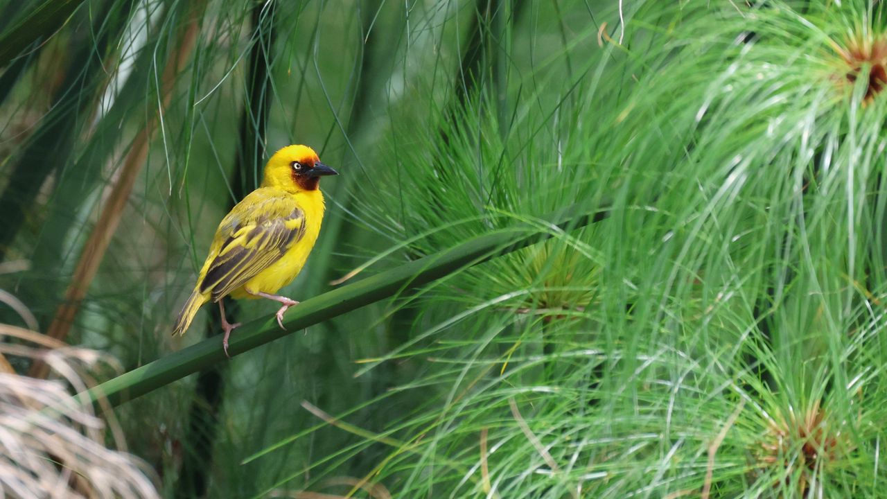 Wallpaper weaver, bird, branch, wildlife