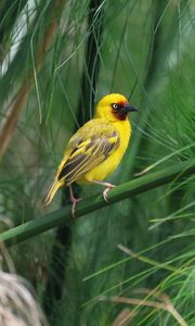 Preview wallpaper weaver, bird, branch, wildlife
