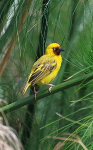 Preview wallpaper weaver, bird, branch, wildlife
