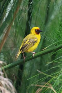 Preview wallpaper weaver, bird, branch, wildlife