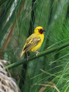 Preview wallpaper weaver, bird, branch, wildlife