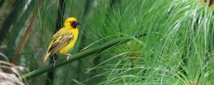 Preview wallpaper weaver, bird, branch, wildlife