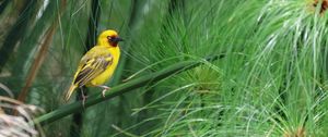 Preview wallpaper weaver, bird, branch, wildlife