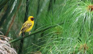 Preview wallpaper weaver, bird, branch, wildlife