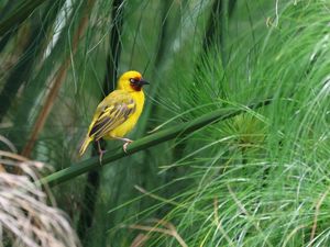 Preview wallpaper weaver, bird, branch, wildlife