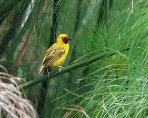 Preview wallpaper weaver, bird, branch, wildlife