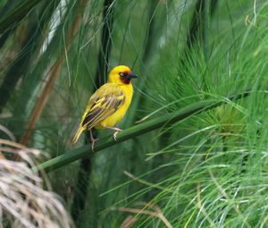 Preview wallpaper weaver, bird, branch, wildlife