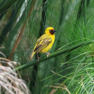 Preview wallpaper weaver, bird, branch, wildlife
