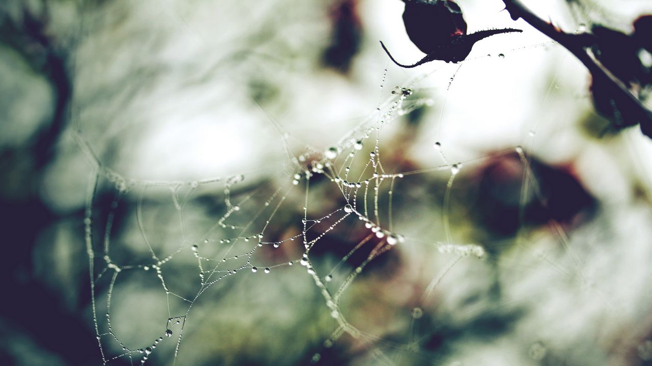 Wallpaper web, background, blurred
