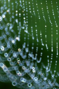 Preview wallpaper web, drops, dew, network
