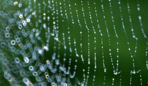 Preview wallpaper web, drops, dew, network