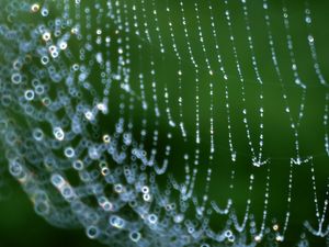 Preview wallpaper web, drops, dew, network