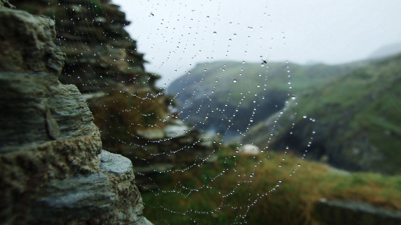 Wallpaper web, drops, dew, stones