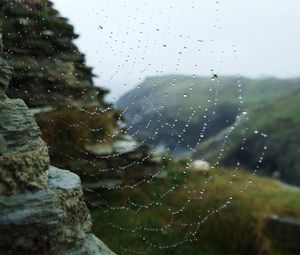 Preview wallpaper web, drops, dew, stones