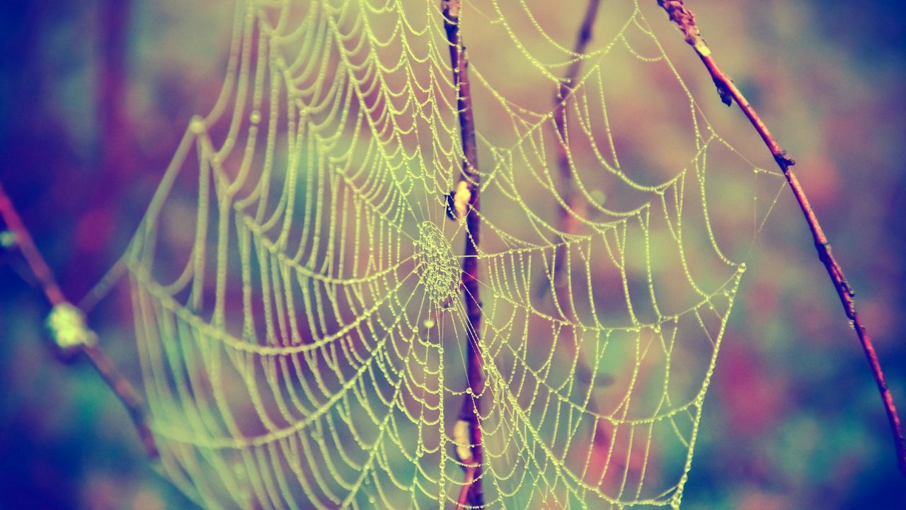Wallpaper web, drops, dew, branches