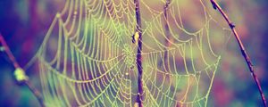 Preview wallpaper web, drops, dew, branches