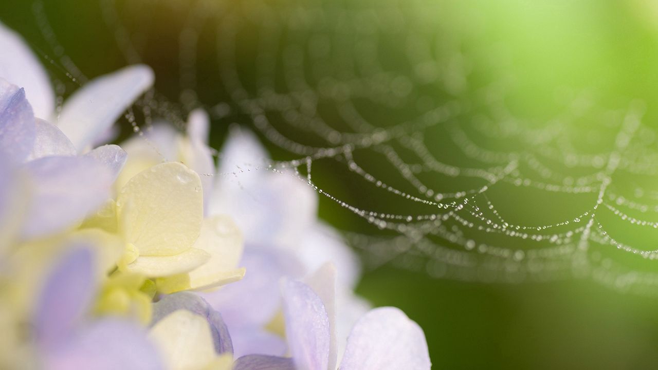 Wallpaper web, drops, flowers