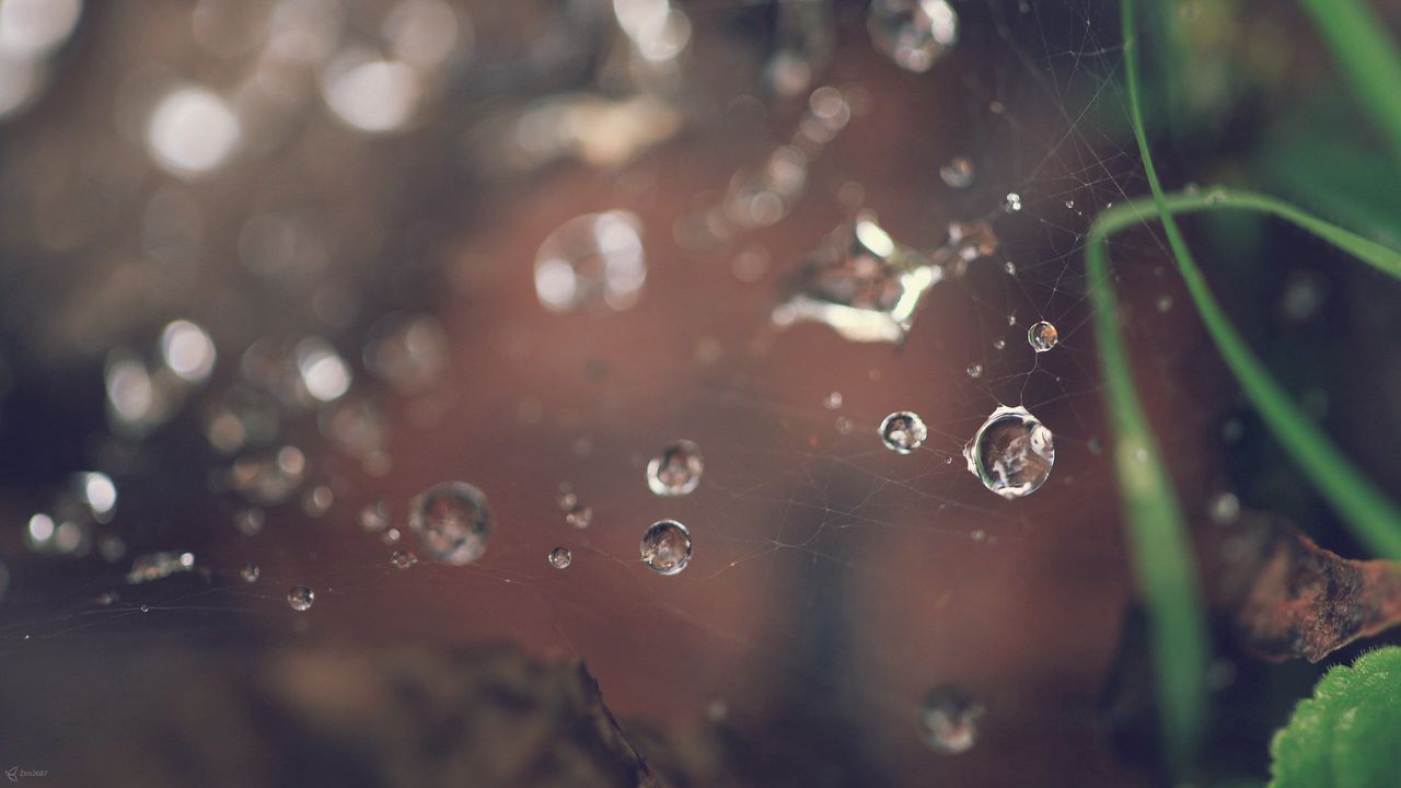 Wallpaper web, drops, grass