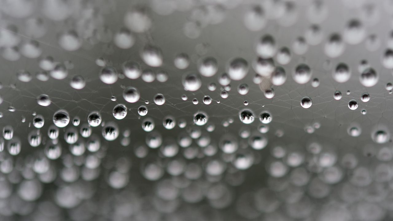 Wallpaper web, drops, highlights, macro, blur