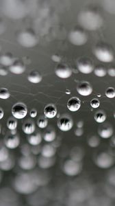 Preview wallpaper web, drops, highlights, macro, blur