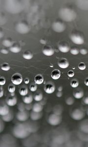 Preview wallpaper web, drops, highlights, macro, blur