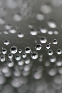 Preview wallpaper web, drops, highlights, macro, blur