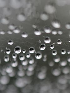 Preview wallpaper web, drops, highlights, macro, blur