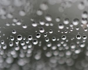 Preview wallpaper web, drops, highlights, macro, blur