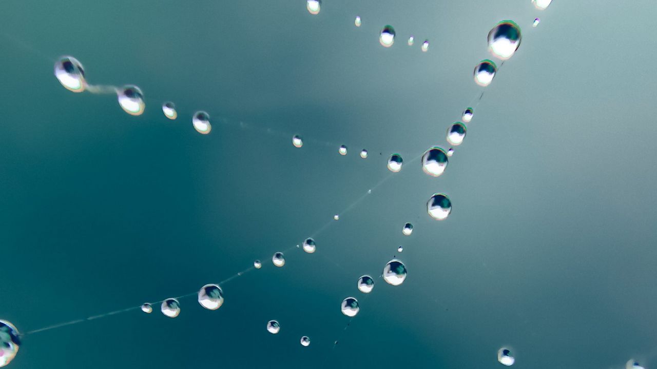 Wallpaper web, drops, water, macro