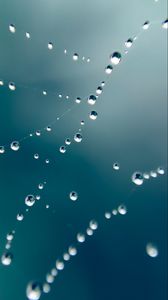 Preview wallpaper web, drops, water, macro