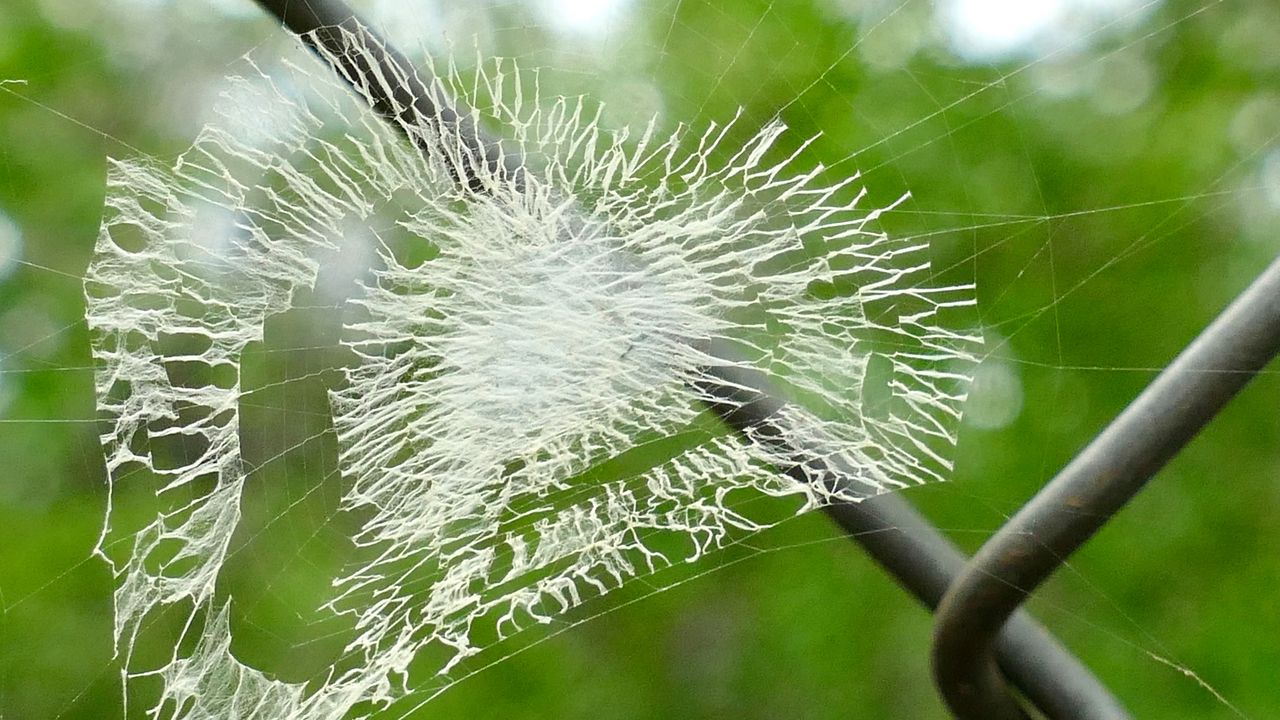 Wallpaper web, heart, macro, blur