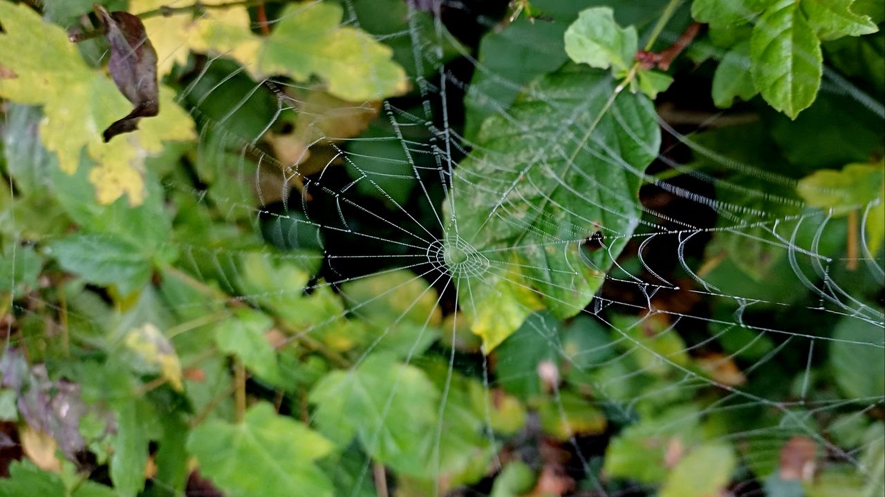Wallpaper web, leaves, plants, macro