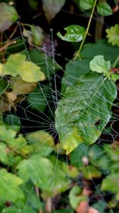 Preview wallpaper web, leaves, plants, macro
