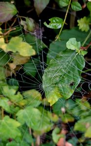 Preview wallpaper web, leaves, plants, macro